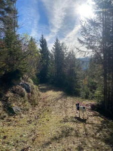 Okka am 27.11.2024 - Auf dem Spaziergang