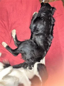 Odin