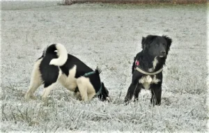 Ondra und Odin beim Mäuseln