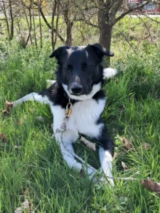 Otto genießt den Frühling!