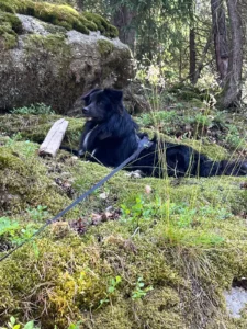 Olwynn (Odin) macht Urlaub am Ottensteiner Stausee
Ein bissel relaxen am Ufer