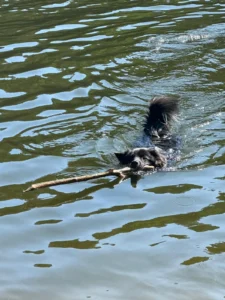 Ein richtig hochstehender Puschelsteert ragt auch beim Schwimmen aus dem Wasser!