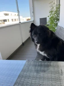 Odin hat Alles im Griff!