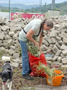 Immer dabei - auch beim Umweltschutz!
Ondra mit ihrem Frauchen bei der Bekämpfung invasiver Pflanzen.