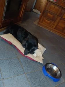 Wenn Mojo aufs Futter warten muss, campiert er eben vor seiner Schüssel .