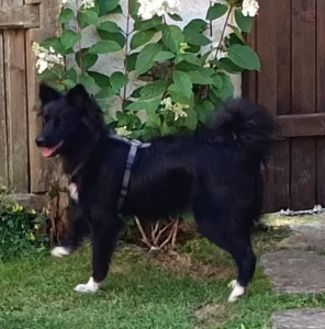Mojo