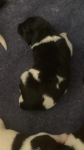 Otto