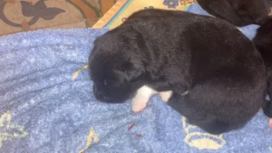 Odin