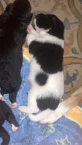 Ole