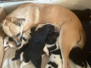Alle Pfoten voll zu tun…
9 kleine Mäulchen, die Hunger haben, 9 Bäuchlein, die massiert werden müssen, 9 kleine Pöter, die immer schön sauber sein sollen und 9 kleine Racker, di