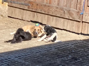 Kleine Siesta von Olaf & Ole mit Muttern im Sonnenschein