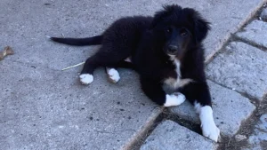 Neue Fotos von Odin (22.09.2024)