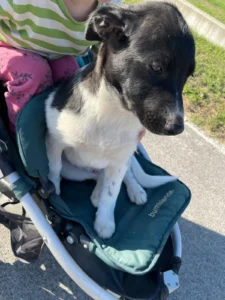 22.09.2024: Wenn sich grad die Gelegenheit bietet, fährt man auch gern mal im Kinderwagen mit . . .