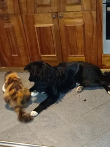 Frühstück mit Katze