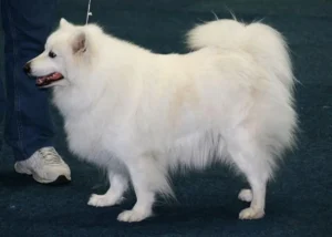 Luna (Schunke)
Auch bei Luna noch gut erkennbar der samojedentypische, sehr kompakte und fast bis zu den Ellenbogen herabreichende Brustkorb, im Vergleich zum Deutschen Spitz wesentlich stärker betonter Widerrist, sowie erheblich dickeres Fell
